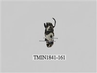 藏品(菲律賓產昆蟲)的圖片